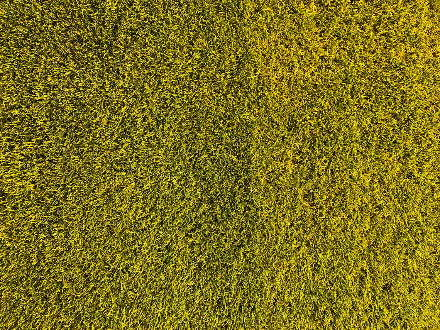 ARTIFICIAL GRASS